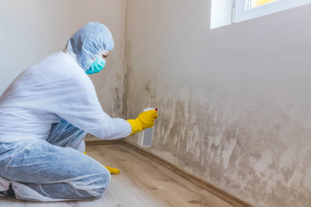 Licensed Black Mold Remediation service in Warrington, FL - 24 Hour Mold Removal