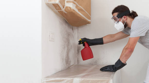 Professional Black Mold Remediation technician working in Warrington, FL