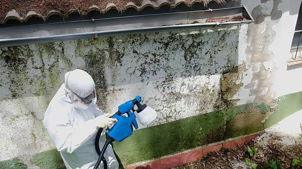 Top rated local Black Mold Remediation specialists in Warrington, FL